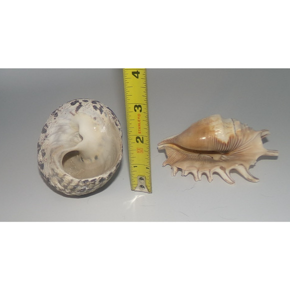 Natural Real Sea Shells Spike Spider Conch Magpie Shell Seashell Nautical Decor - Picture 14 of 14